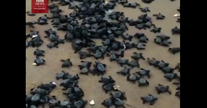 Pantai Sepi, Jutaan Telur Penyu Lekang Menetas di India