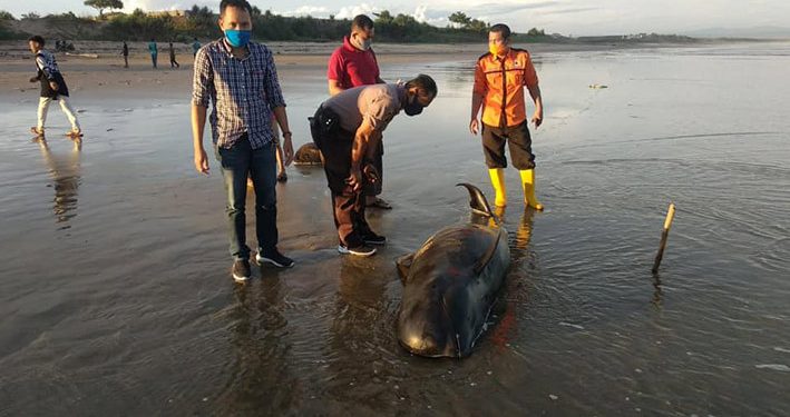 Paus Pilot 2,5 Meter Mati Terdampar di Lebak