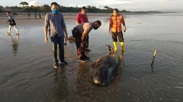 Seekor paus pilot ditemukan mati terdampar kode 3 di Kabupaten Lebak, Banten, Senin (11/5). FOTO: DKP BANTEN/Facebook Whale Stranding Indonesia
