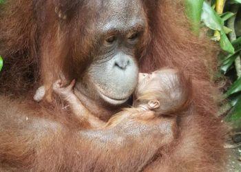 Satwa yang Dilindungi Lahir di Masa Pandemi Covid-19