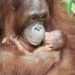 Bertepatan dengan momentum Hari Keanekaragaman Hayati Dunia dan Idul Fitri Minggu (24/5) telah lahir jam 05.00 WIB bayi orangutan betina, di Taman Safari Indonesia Cisarua. FOTO: KLHK