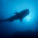 Hiu paus di Kepulauan Galapagos. FOTO: KIP EVANS/MISSION BLUE