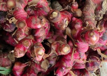 Riset Herbal Indonesia untuk Anti Virus Covid-19