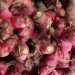 Riset Herbal Indonesia untuk Anti Virus Covid-19