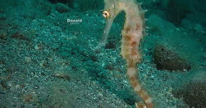 Otoritas Pengelola CITES Untuk Jenis Ikan Dialihkan dari KLHK ke KKP