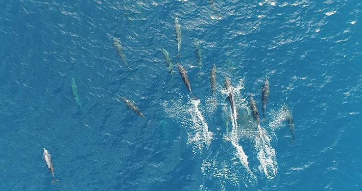 6 Jenis Mamalia Laut Tercatat Saat Monitoring
