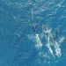 6 Jenis Mamalia Laut Tercatat Saat Monitoring