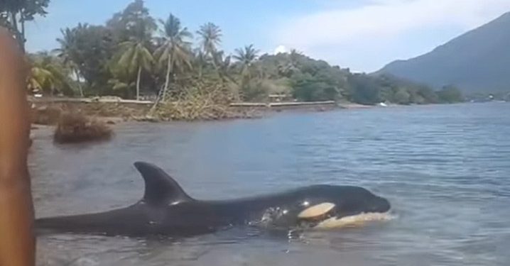 Paus Pembunuh Terdampar di Flores Timur Kembali ke Laut Lepas