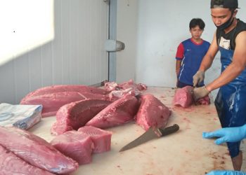 Akibat pabrik yang biasa membeli ikan tuna tutup, nelayan menjual sendiri hasila tangkapannya dalam bentuk tuna fillet segar. FOTO: EHDRA BETA