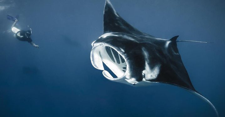 Nelayan Pulau Tunda Didekati Pari Manta Oseanik 1,8 Meter