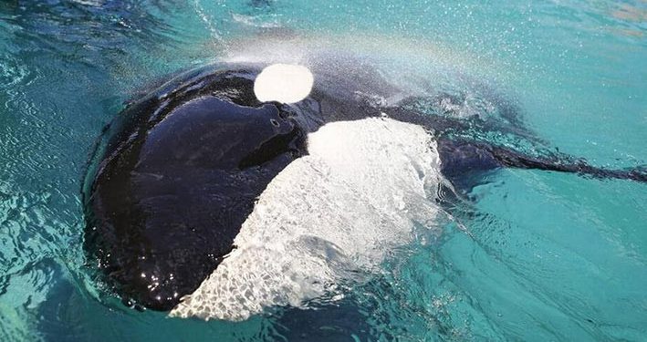 Petisi Bebaskan Lummi, Paus Pembunuh yang Ditawan di Miami Seaquarium