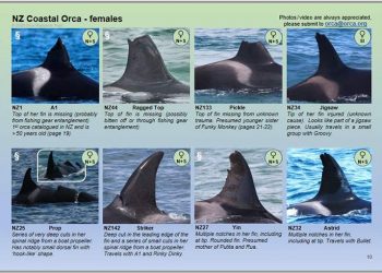 Orca Research Trust