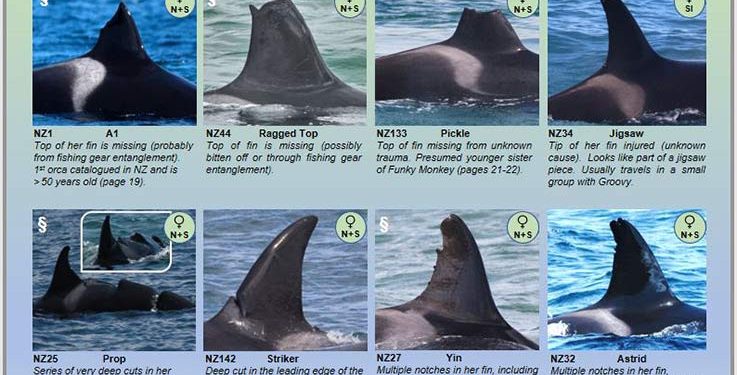 Orca Research Trust Rilis Panduan ID Orca 2020