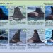 Orca Research Trust