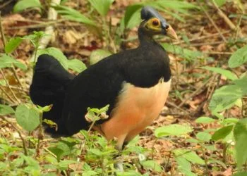Mencari Hari Maleo