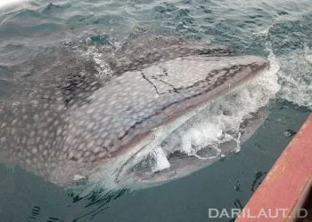 Hiu Paus Masuk Jaring Kapal Purse Seine di Perairan Gorontalo