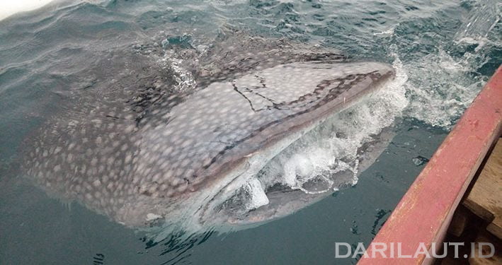 Hiu Paus Masuk Jaring Kapal Purse Seine di Perairan Gorontalo