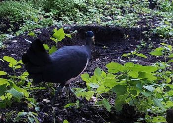 Burung maleo saat berada di lokasi peneluran di Tangkoko yang diambil dengan menggunakan kamera jebakan atau camera trap. FOTO: EPASS TANGKOKO