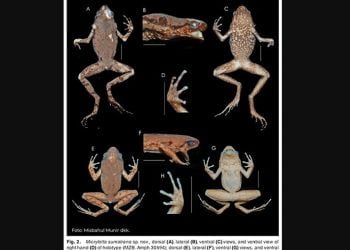 Temuan Baru, Katak Mini Dari Selatan Pulau Sumatera