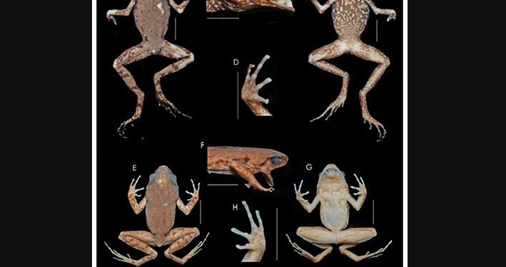 Temuan Baru, Katak Mini Dari Selatan Pulau Sumatera