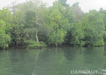 Mengurai Karbon Biru di Ekosistem Mangrove dan Lamun