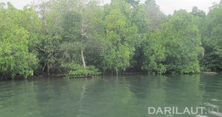 Mengurai Karbon Biru di Ekosistem Mangrove dan Lamun