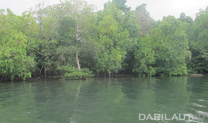 Ekosistem mangrove berkontribusi dalam mengurangi emisi karbon, jika dijaga dan dilindungi. FOTO: DARILAUT.ID