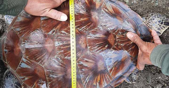 Balai TN Bunaken Lepas Penyu Hijau yang Masuk Perangkap Ikan