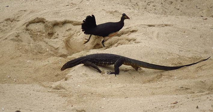 Biawak Predator Maleo, Manusia Mempercepat Berkurangnya Populasi