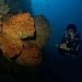 Bunga karang raksasa, Salvador Dali, di Kawasan Konservasi Laut Olele Bone Bolango, Gorontalo. FOTO: YUNIS AMU