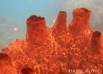 Candidaspongia Sebagai Obat untuk Anti Kanker