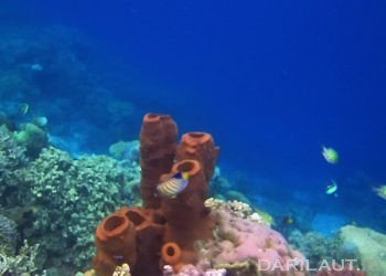 Morfologi dan Ekologi Spons