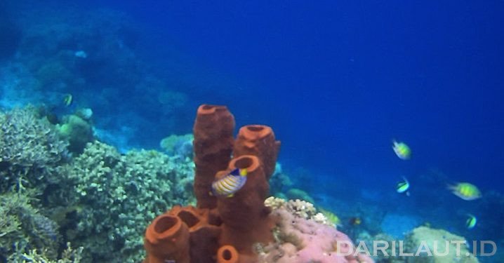 Morfologi dan Ekologi Spons