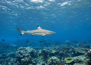 Blacktip Reef Shark, Hiu yang Dilindungi di Raja Ampat