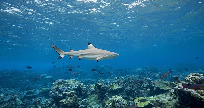 Blacktip Reef Shark, Hiu yang Dilindungi di Raja Ampat