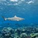 Blacktip Reef Shark, Hiu yang Dilindungi di Raja Ampat