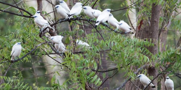 Populasi Burung Curik Bali Bertambah