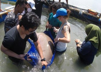 Dugong yang Ditemukan di Pulau Cempedak, Kabupaten Ketapang, Dilepas Kembali ke Laut