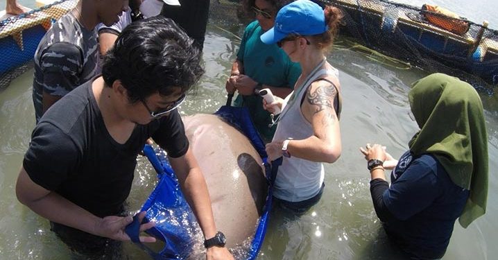 Dugong yang Ditemukan di Pulau Cempedak, Kabupaten Ketapang, Dilepas Kembali ke Laut
