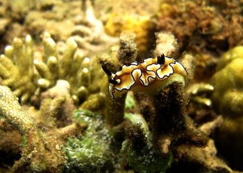 Ekowisata di Kawasan Konservasi