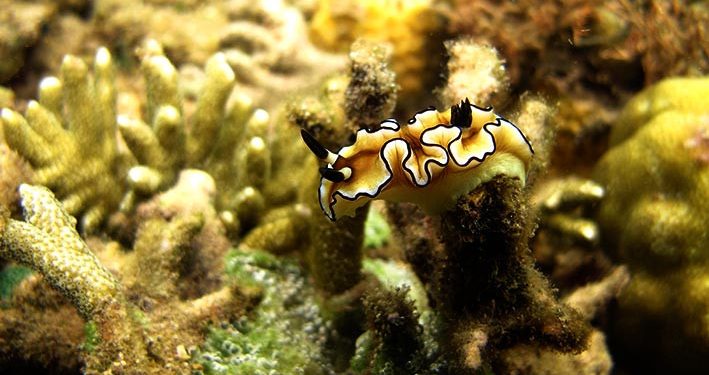 Ekowisata di Kawasan Konservasi