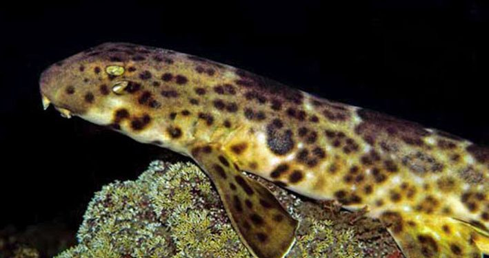 Data Terbaru Hiu Berjalan Halmahera