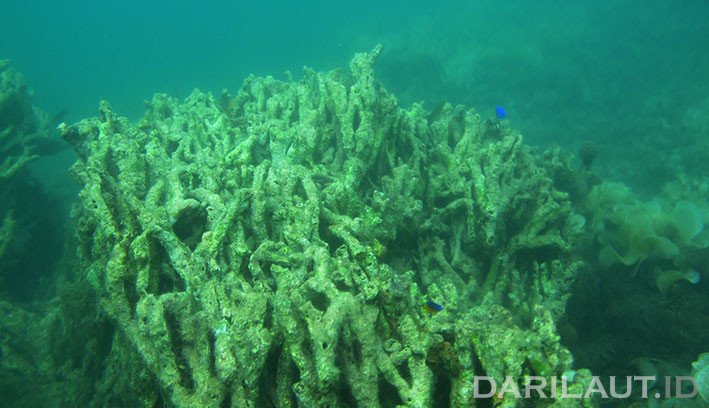 Terumbu karang yang mengalami kerusakan dan masuk kategori buruk. FOTO: DARILAUT.ID