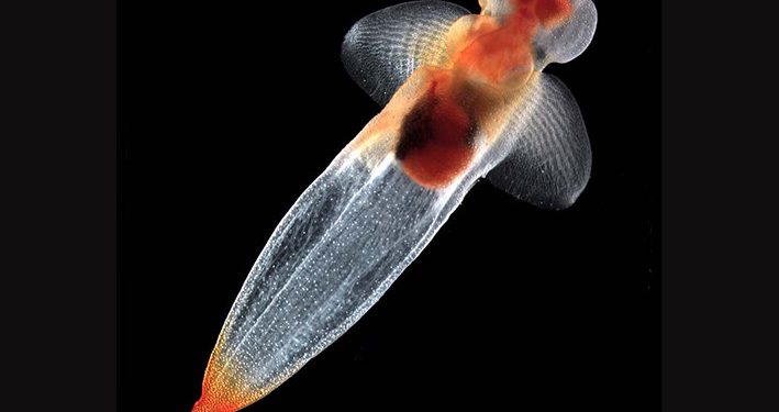 Kupu-kupu Laut Transparan