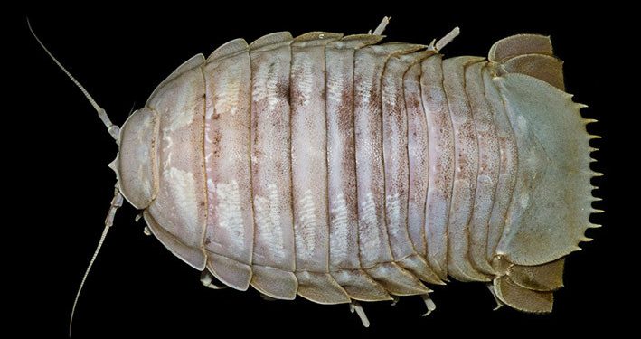 Temuan Baru, Krustasea Bathynomus Raksasa Dari Selat Sunda