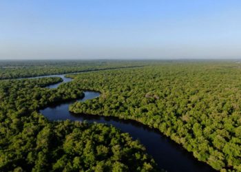 Yayasan Konservasi Kaji Restorasi Ekosistem Mangrove di Riau