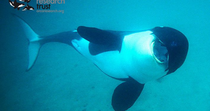 Banyak Ekotipe Paus Orca