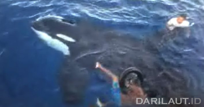 Upaya Penyelamatan Paus Orca di Indonesia