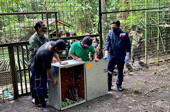 91 Satwa Endemik Indonesia yang Diselundupkan ke Filipina Tiba di Bitung