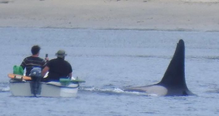 FOTO: Paus Pembunuh Lewati Perahu Nelayan di Shetland
